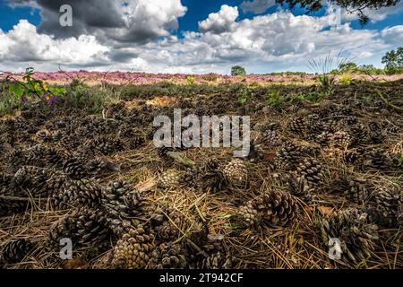 Heather on Dunwich heath viewed from beneath a Scots pine tree with fallen cones spread over the ground, Suffolk, August Stock Photo