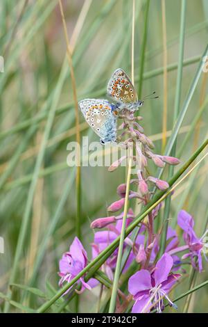 Female Common Blue Polyommatus icarus,  perching on a seed head in grassland at RSPB Saltholme Dorman's Pool, Teesside, August Stock Photo