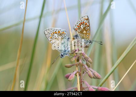 Common Blues Polyommatus icarus, pair mating on reeds in sand dunes, coast, Teesside, August Stock Photo