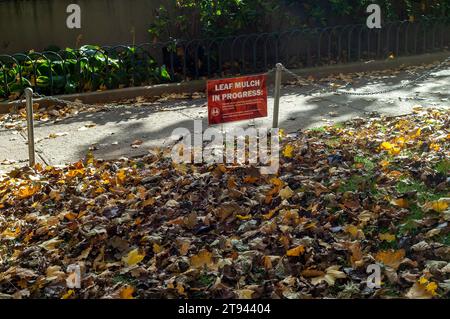 A sign announcing leaf mulching is in progress on a lawn in Chelsea in New York on Sunday, November 12, 2023. It is now recommended that lawn owners no longer collect and bag Autumn leaves but leave them on the alwn after mowing to act as mulch.   (© Richard B. Levine) Stock Photo