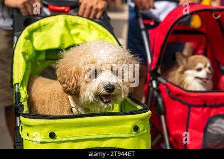 Cute and Adorable dogs in a perambulator. small dogs riding in a stroller Stock Photo