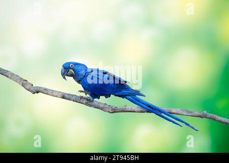Blue hyacinth macaw, Anodorhynchus hyacinthinus or hyacinthine macaw,  on tree branch , looking over shoulder, isolated on light bokeh background Stock Photo
