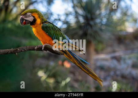 Blue-throated macaw bird (Ara glaucogularis). Green and orange macaw with green wings eating a berry, with blurred bokeh background Stock Photo
