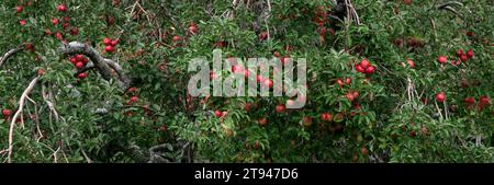 Ripe apples ready for harvest. Stock Photo