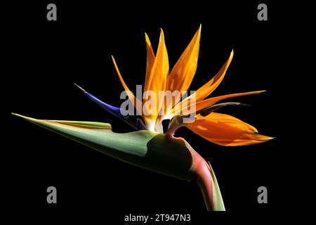 Colorful bird of paradise flower isolated on a black background. Stock Photo
