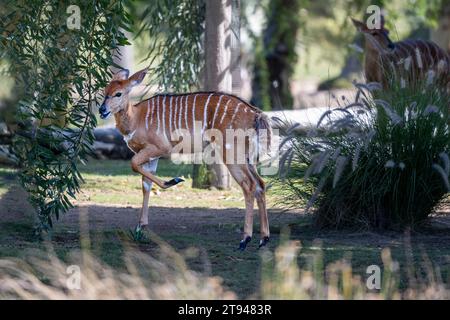 Female Nyala Antelope (Tragelaphus Angasii) a small buck standing in nature environment. Stock Photo