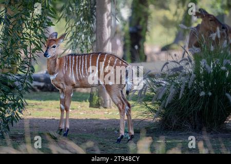 Female Nyala Antelope (Tragelaphus Angasii) a small buck standing in nature environment. Stock Photo