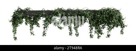 3d illustration of Hedera Helix hanging isolated on white background Stock Photo