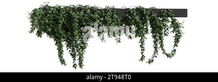 3d illustration of Hedera Helix hanging isolated on white background Stock Photo