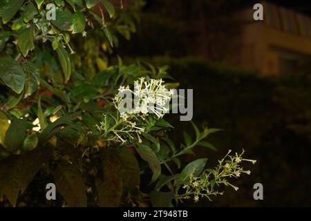 Night blooming jasmine, or Cestrum nocturnum flowers, opening in the dark Stock Photo