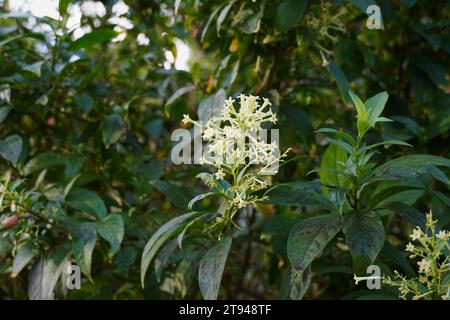 Night blooming jasmine, or Cestrum nocturnum flowers, opening in the dark Stock Photo