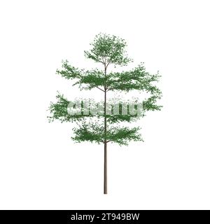 3d illustration of Terminalia mantaly tree isolated on white background Stock Photo