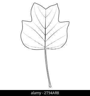 Tulip poplar or tulip tree leaf outline, vector botanical illustration. Liriodendron tulipifera leaf silhouette. Coloring book page. Stock Vector