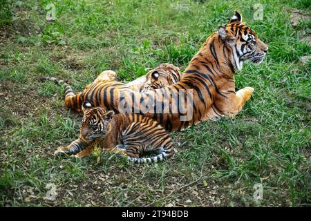 Tiger (Panthera leo) with two baby cubs, relaxing on the grass. Stock Photo