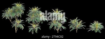 3d illustration of set Mahonia confusa tree isolated on black background Stock Photo