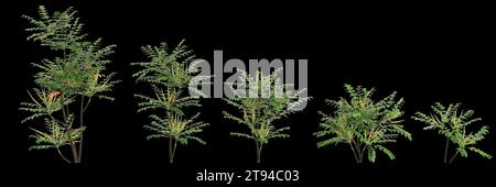 3d illustration of set Mahonia japonica tree isolated on black background Stock Photo
