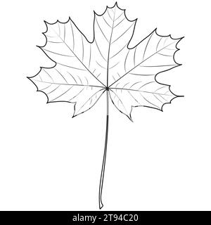 Maple leaf outline, vector botanical illustration. Maple tree leaf silhouette, coloring book page. Stock Vector