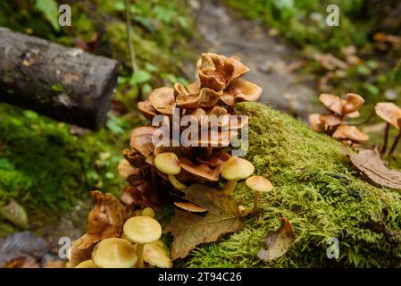 Selected focus photo. Honey fungus, Armillaria mellea. Mushrooms on tree stump in  old moss covered forest. Stock Photo