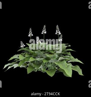 3d illustration of Hosta plantaginea bush isolated on black background Stock Photo