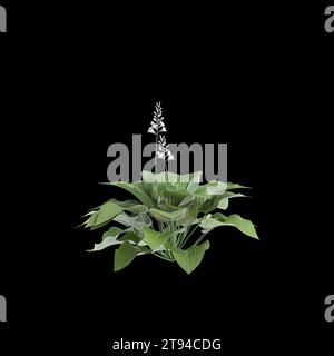 3d illustration of Hosta plantaginea bush isolated on black background Stock Photo