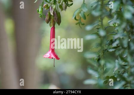 Beautiful and solitary flower of La Cantuta, native and symbol of Peru Stock Photo