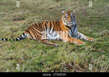 Tiger (Panthera leo) relaxing on the grass and looking at the camera. Stock Photo