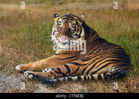 Tiger (Panthera leo) relaxing in the grass wotj tongue out. Stock Photo