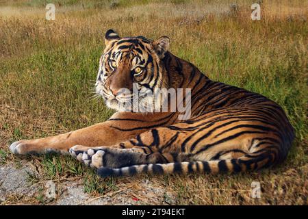 tiger(Panthera leo) relaxing on the grass and looking at the camera. Stock Photo