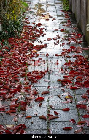 Fallen red to purple leaves in an alley on a wet day in autumn. Stock Photo