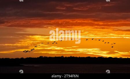 Flock of birds flying aganist a sunset sky over Upper Myakka Lake in