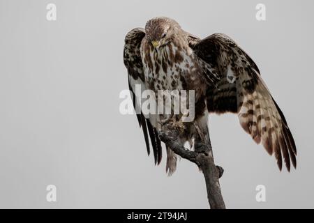 Young buzzard sitting on dead tree and stretch his wings Stock Photo