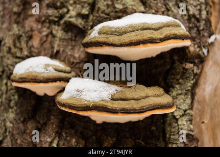 Mushrooms growing on a tree branch in winter, Ukraine Stock Photo