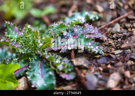 A close-up shot of fresh and vibrant green grass leaves covered in sparkling morning dew drops, creating a captivating and invigorating natural compos Stock Photo