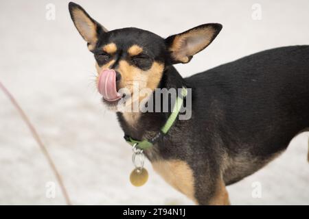 Cute Miniature Pinscher with tongue out Stock Photo