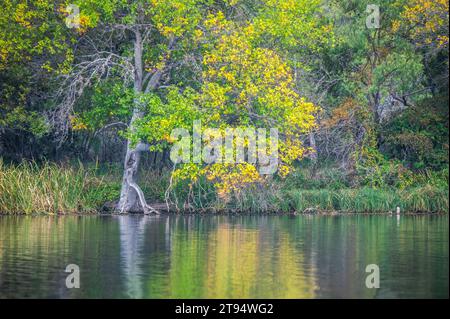 Beautiful nature changing season, fall foliage with reflection at Inks Lake State Park, Burnet, Texas, USA Stock Photo
