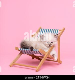 Small beautiful sacred burmese cat kitten in a dolls beachchair in studio close-up, luxury cat, pink background Stock Photo