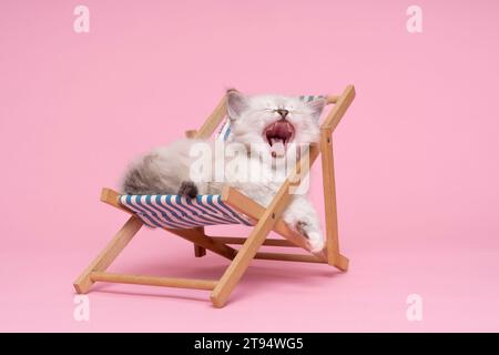 Small beautiful sacred burmese cat kitten in a dolls beachchair in studio close-up, luxury cat, pink background Stock Photo