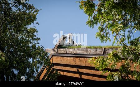 Goats resting on a thatched grass roof of a building, on a sunny day with blue sky. Stock Photo