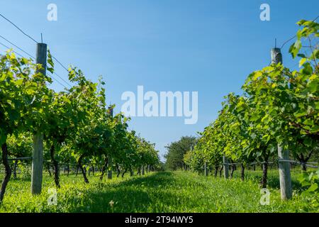 Rows of beautiful green grape plants supported by wires on wood poles in morning sun, with clear blue sky and leaves fluttering in a slight breeze. Stock Photo
