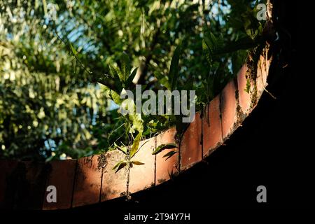 Plants in Skylight of an abandoned building with a brick edge detail Stock Photo