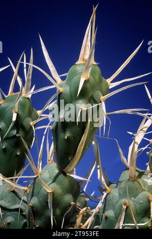 Paper spine cactus (Tephrocactus articulatus; Opuntia diademata) Cactaceae. Ornamental succulent plant. Ornamental succulent plant. rare cactus. yello Stock Photo