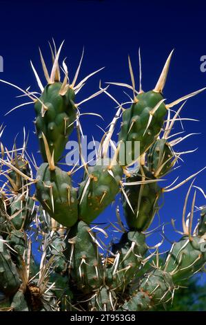 Paper spine cactus (Tephrocactus articulatus; Opuntia diademata) Cactaceae. Ornamental succulent plant. Ornamental succulent plant. rare cactus. yello Stock Photo