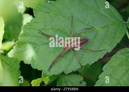 Nursery web spider, Fantastic fishing spider (Pisaura mirabilis), sitting on a leaf, Germany Stock Photo