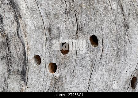 Violet carpenter bee (Xylocopa violacea), nest holes in dead wood, Croatia Stock Photo