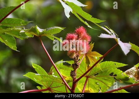 castor-oil plant, castor oil plant, ricin, Castor bean, Castorbean (Ricinus communis), inflorescence Stock Photo