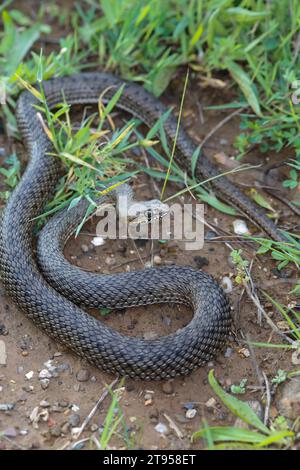 Montpellier snake (Malpolon monspessulanus insignitus, Malpolon insignitus), threatening on the ground, view from above, Croatia Stock Photo