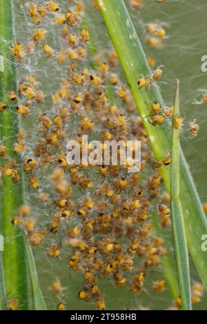 cross orbweaver, European garden spider, cross spider (Araneus diadematus), young spiders in web, Germany Stock Photo