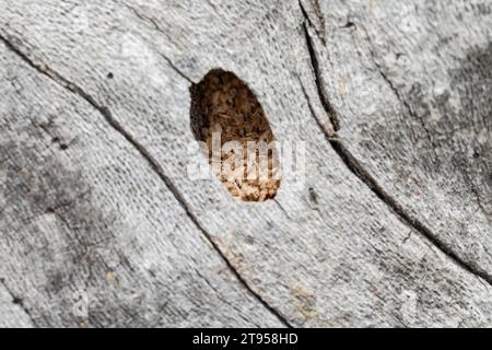 Violet carpenter bee (Xylocopa violacea), nest hole in dead wood, Croatia Stock Photo