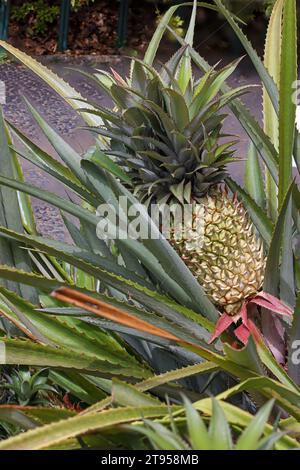 pineapple (Ananas comosus, Ananas sativus), plant with infructescence, Madeira Stock Photo