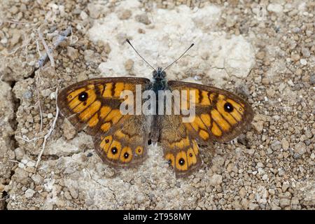 wall, wall brown (Lasiommata megera, Pararge megera), male on the ground, Croatia Stock Photo